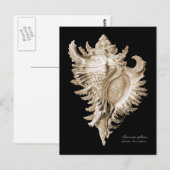 Carte Postale Chicoreus ramosus (Devant / Derrière)