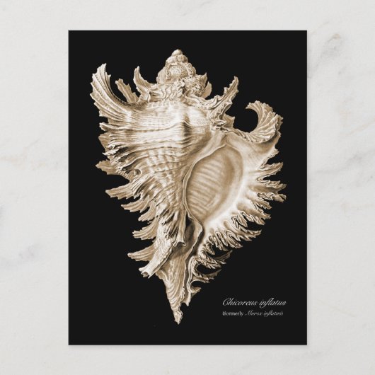 Carte Postale Chicoreus ramosus (Devant)