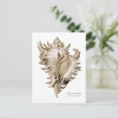 Carte Postale Chicoreus ramosus (Debout devant)