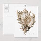 Carte Postale Chicoreus ramosus (Devant / Derrière)