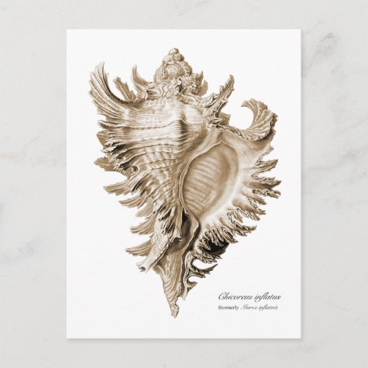 Carte Postale Chicoreus ramosus (Devant)