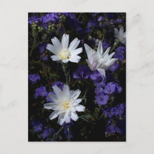 Carte Postale Chicory et fleurs sauvages de Phacelia