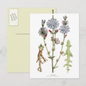 Carte Postale Chicory Vintage Botanique (Devant / Derrière)