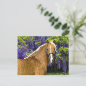 Carte postale "Chieftain" (Debout devant)