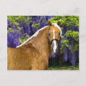 Carte postale "Chieftain" (Devant)