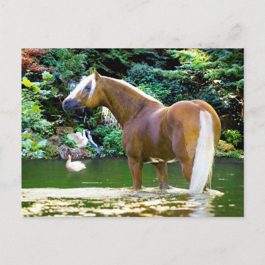 Carte Postale "Chieftain Cool off" (Devant)