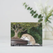Carte Postale Chien (Debout devant)