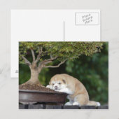 Carte Postale Chien (Devant / Derrière)