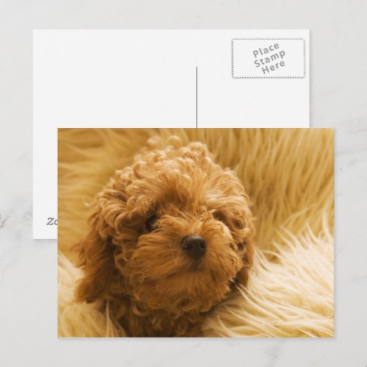 Carte Postale Chien (Devant / Derrière)