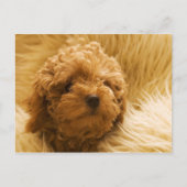 Carte Postale Chien (Devant)