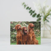 Carte Postale Chien (Debout devant)