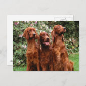 Carte Postale Chien (Devant / Derrière)