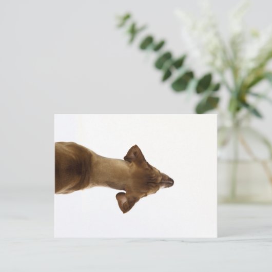 Carte Postale chien (Debout devant)