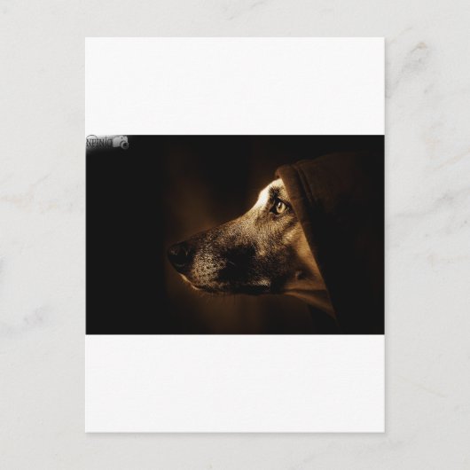 Carte Postale chien (Devant)