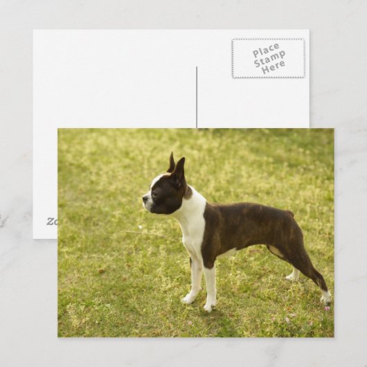 Carte Postale Chien (Devant / Derrière)