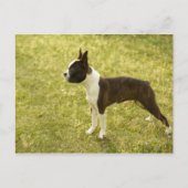 Carte Postale Chien (Devant)