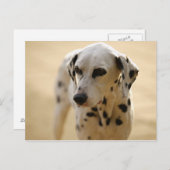 Carte Postale Chien (Devant / Derrière)