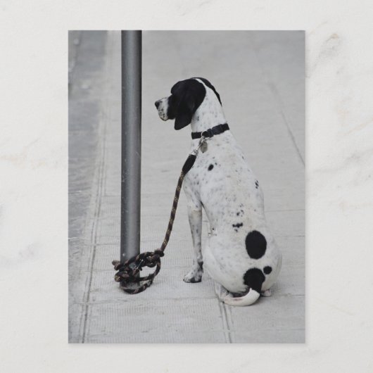 Carte Postale Chien (Devant)