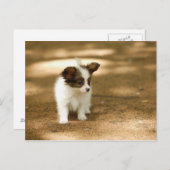 Carte Postale Chien (Devant / Derrière)