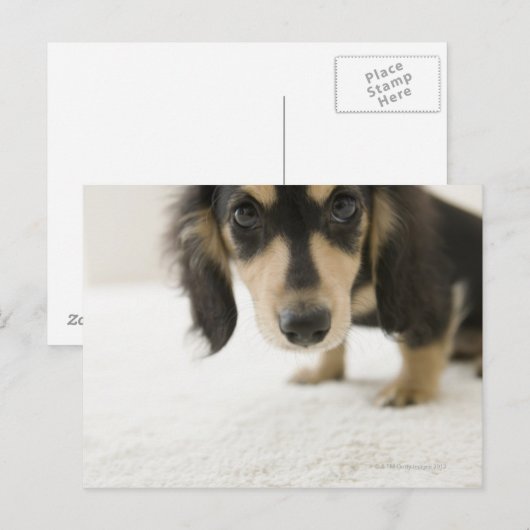 Carte Postale Chien 2 (Devant / Derrière)