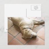 Carte Postale Chien 3 (Devant / Derrière)