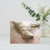 Carte Postale Chien 3 (Debout devant)