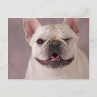 Carte Postale Chien à ailettes fou