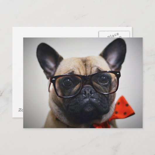 Carte Postale Chien À Balle Français Avec Lunettes Et Cravate À (Devant / Derrière)