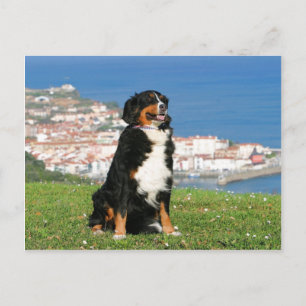 Carte Postale Chien à bestiaux bernois posant sur la plage