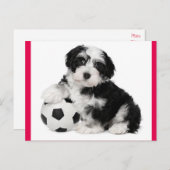 Carte postale Chien à Chien à Chien Havanais (Devant / Derrière)