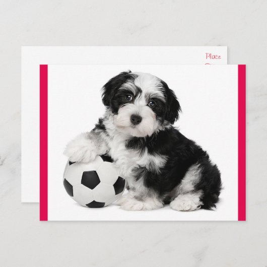 Carte postale Chien à Chien à Chien Havanais (Devant / Derrière)
