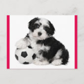 Carte postale Chien à Chien à Chien Havanais (Devant)