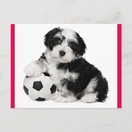 Carte postale Chien à Chien à Chien Havanais (Devant)