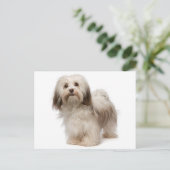 Carte postale Chien à Chien à Chien Havanais (Debout devant)