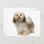 Carte postale Chien à Chien à Chien Havanais (Devant / Derrière)