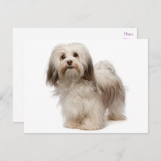 Carte postale Chien à Chien à Chien Havanais (Devant / Derrière)