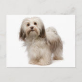 Carte postale Chien à Chien à Chien Havanais (Devant)