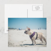Carte Postale Chien À La Plage (Devant / Derrière)