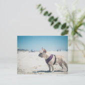 Carte Postale Chien À La Plage (Debout devant)