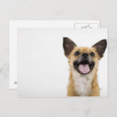 Carte Postale Chien à soupe (Devant / Derrière)