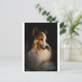Carte Postale Chien à tête basse Shetland (Debout devant)