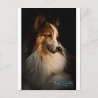 Carte Postale Chien à tête basse Shetland