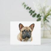 Carte Postale Chien à tête blanche (Debout devant)