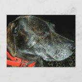 Carte Postale Chien adorable (Devant)