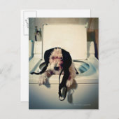 Carte Postale Chien aidant avec le lavage (Devant / Derrière)