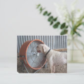 Carte Postale Chien - Aimer la brise (Debout devant)