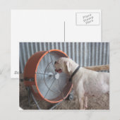 Carte Postale Chien - Aimer la brise (Devant / Derrière)
