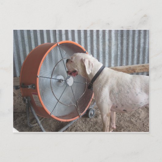Carte Postale Chien - Aimer la brise (Devant)