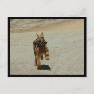 Carte Postale Chien Airedale