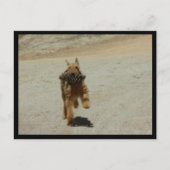 Carte Postale Chien Airedale (Devant)